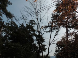 DSCN7612　カスミザクラ